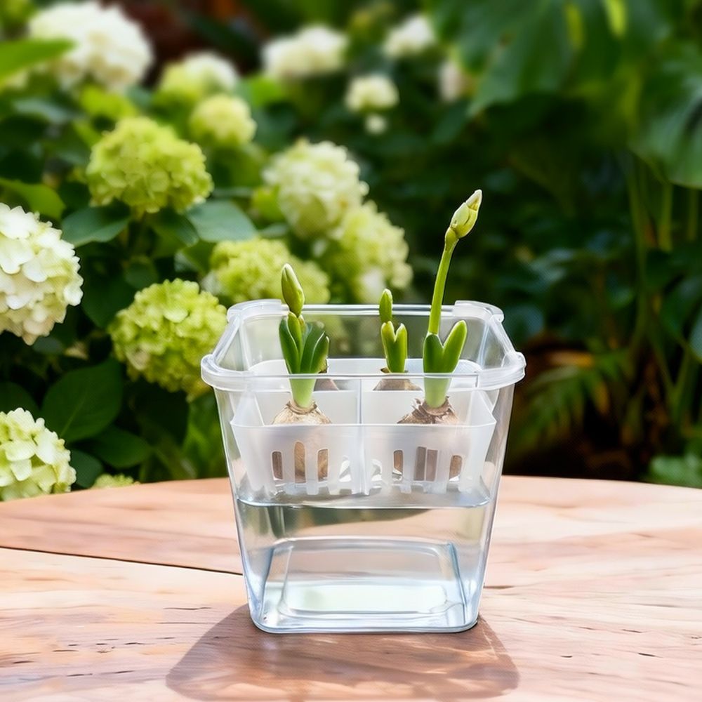Hydroponische Vase für Tulpen- – Plant Pot Bewertung und Preis